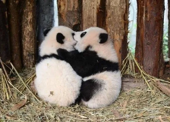 Panda yang berpelukan erat
