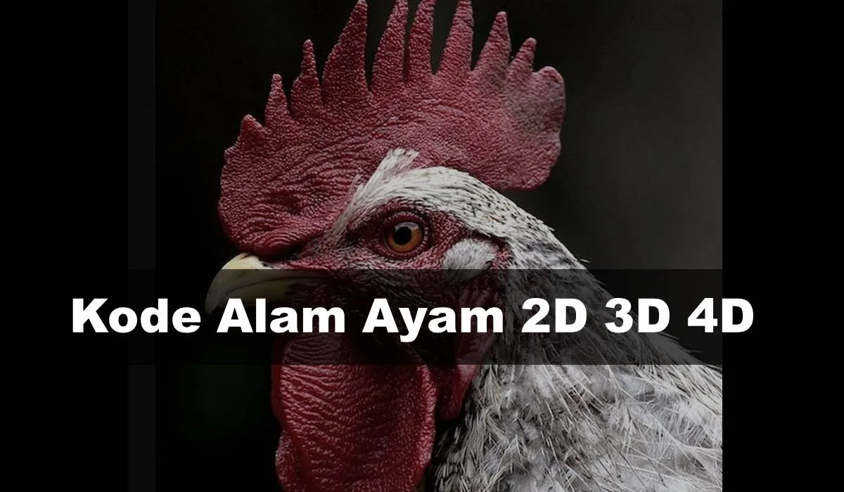 42+ Kode Alam Ayam 2D 3D 4D  Erek Erek dan Primbon