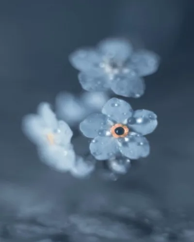 Foto Blur Flower Aesthetic