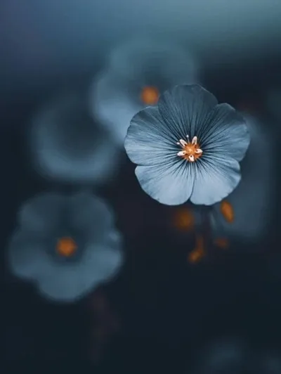 Foto Blur Flower Aesthetic