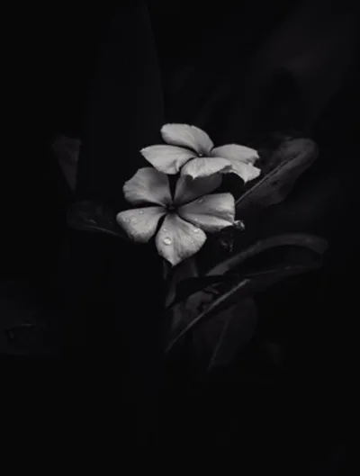 Foto Bunga Black Background Aesthetic