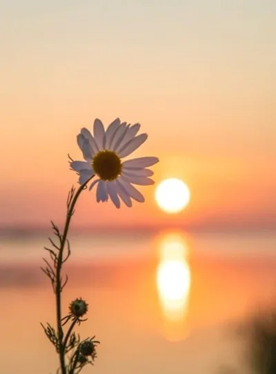 Foto Bunga dan Sunset Aesthetic