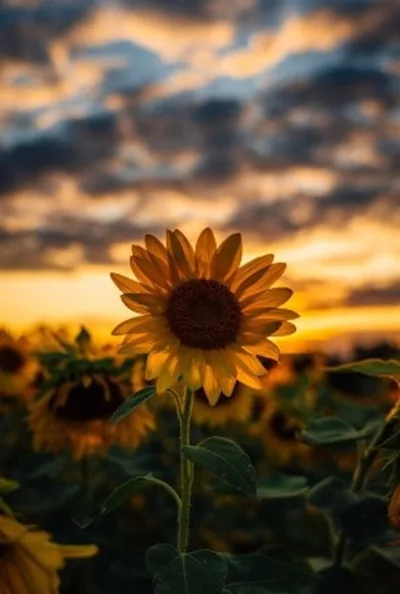 Foto Bunga dan Sunset Aesthetic