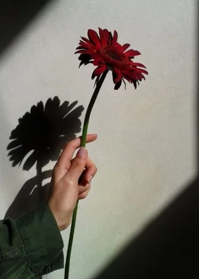 Foto Bunga di Pegang