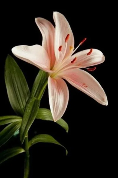 Gambar Bunga Lili Aesthetic
