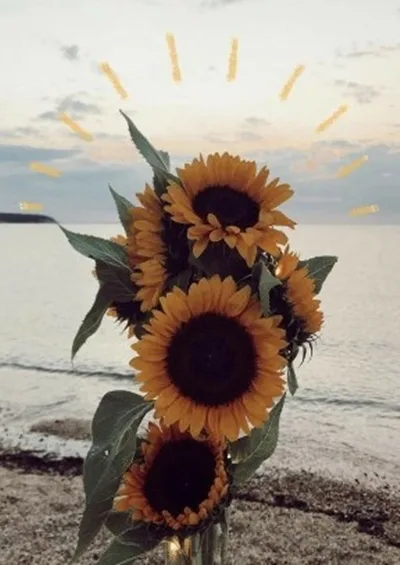 Gambar Bunga Matahari Aesthetic