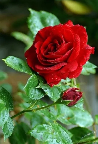 Gambar Bunga Mawar Aesthetic