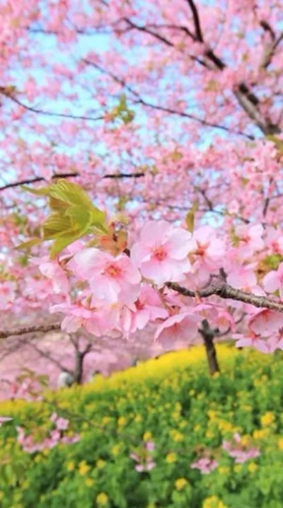 Gambar Bunga Sakura Aesthetic