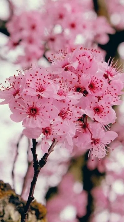 Gambar Bunga Sakura Aesthetic