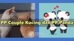 35 Kumpulan PP Couple Kucing dan PP Panda Lucu Imut Terpisah