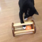 Kucing yang bersama-sama mengejar mainan