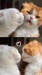 Kucing yang menatap satu sama lain