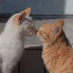 Kucing yang menatap satu sama lain