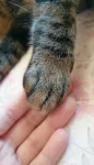 Kucing yang saling berpegangan tangan