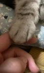 Kucing yang saling berpegangan tangan