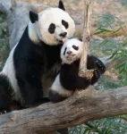 Panda bayi di antara panda dewasa