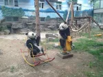 Panda yang bermain bersama