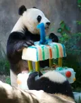 Panda yang bermain bersama