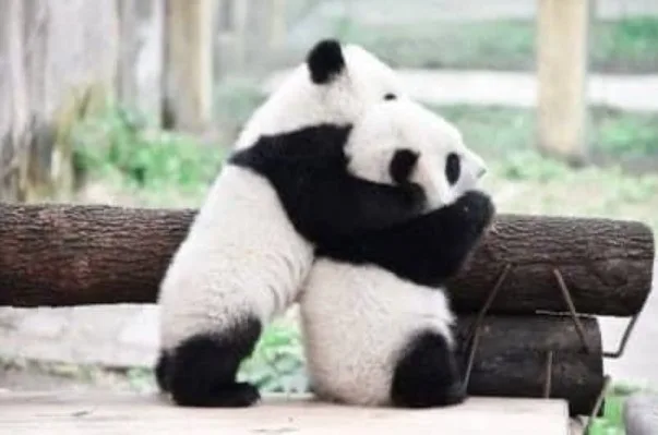 Panda yang berpelukan erat